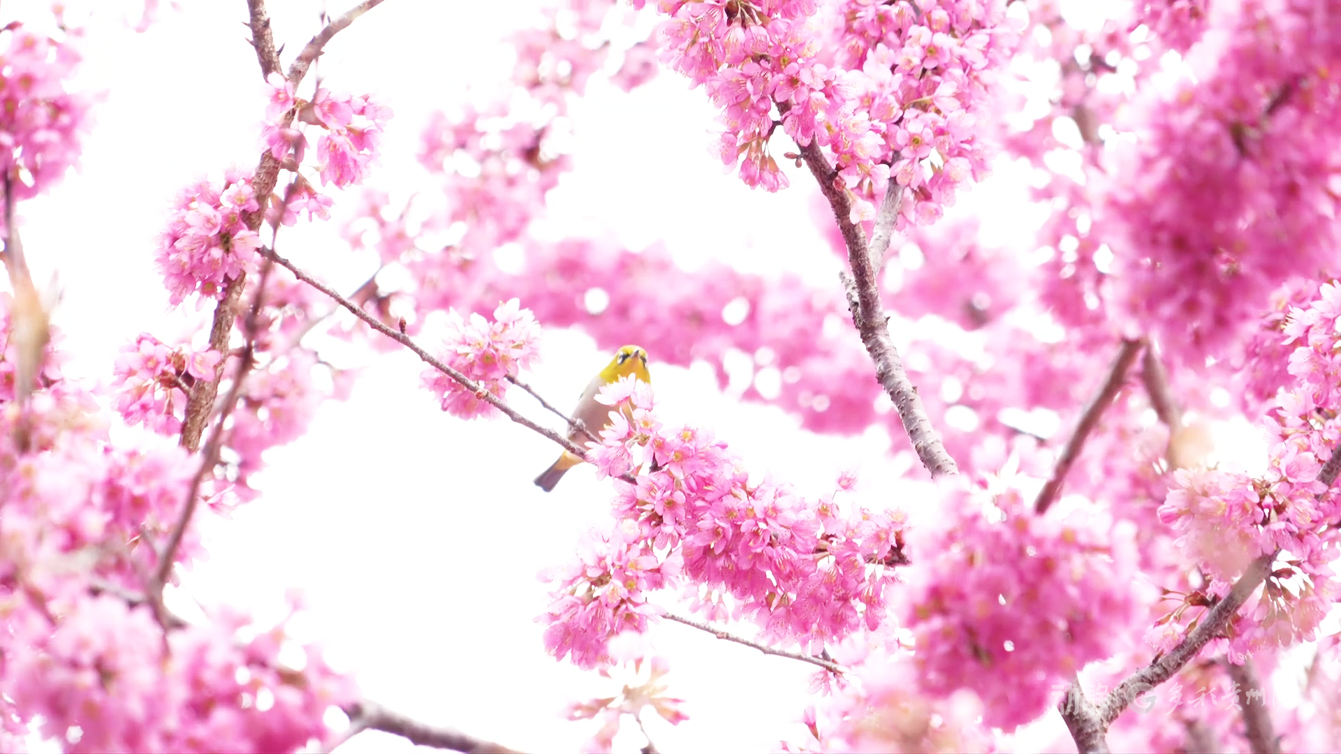 现在出发！邂逅冬日贵州丨安龙冬樱花开成海，值得即刻奔赴(图3)