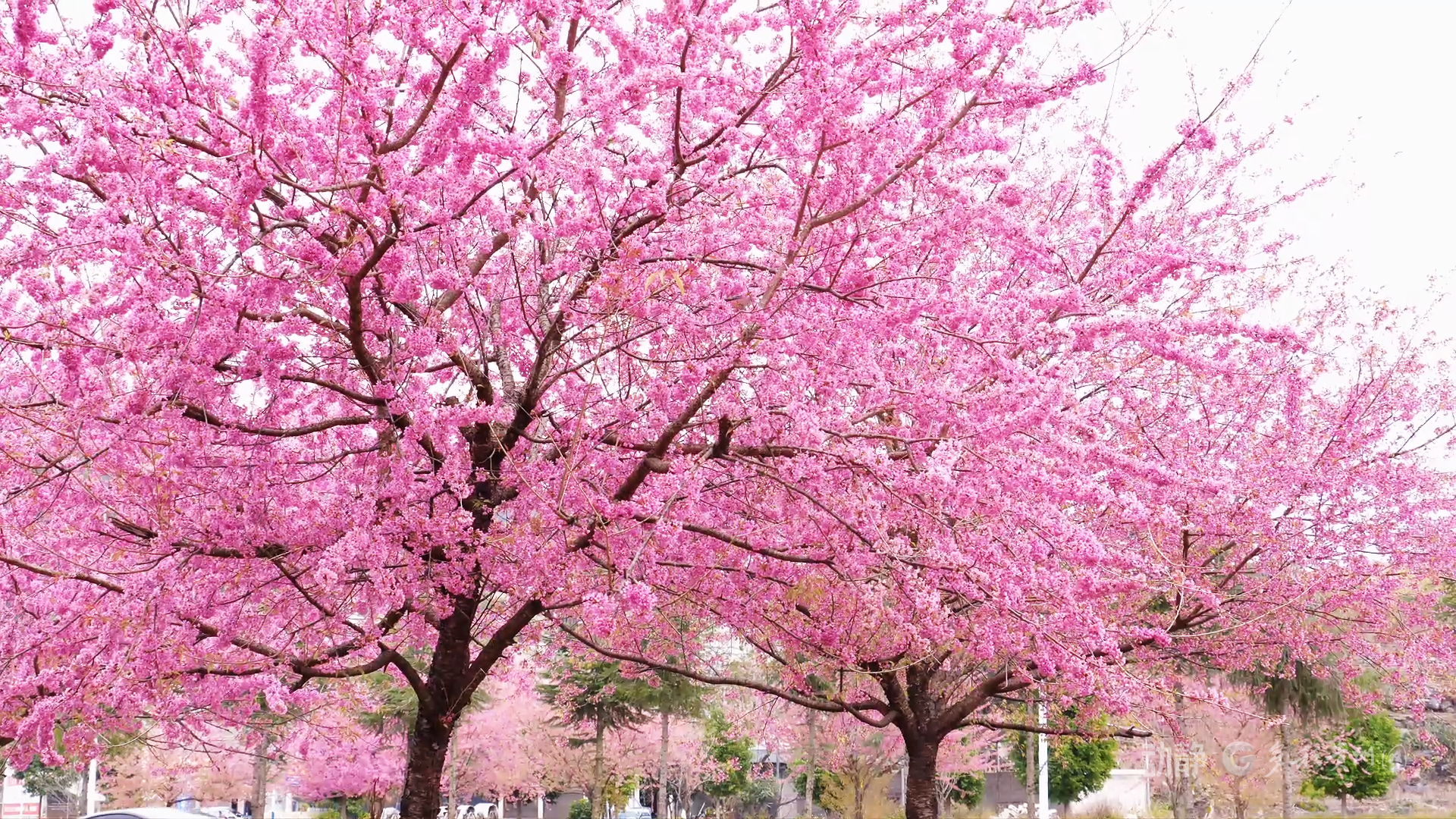 现在出发！邂逅冬日贵州丨安龙冬樱花开成海，值得即刻奔赴(图6)