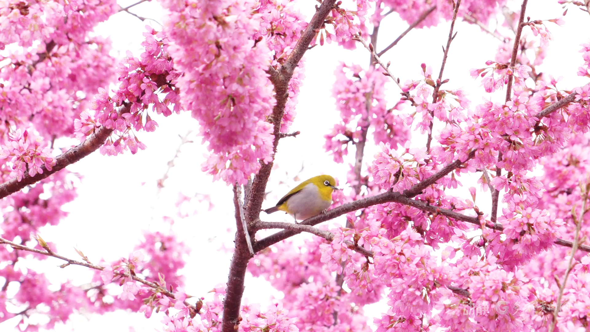 现在出发！邂逅冬日贵州丨安龙冬樱花开成海，值得即刻奔赴(图4)