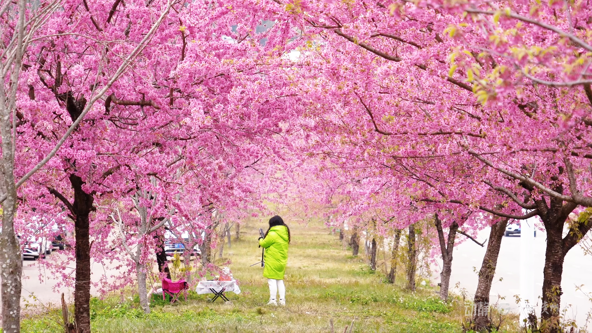 现在出发！邂逅冬日贵州丨安龙冬樱花开成海，值得即刻奔赴(图5)