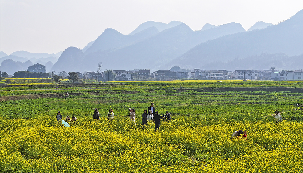 “冬日花海”引客来 万峰林景区6000多亩油菜花渐次开放(图2)