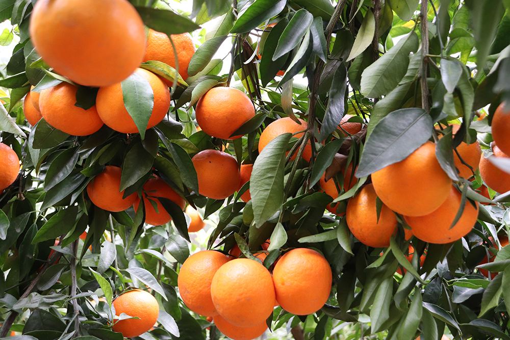 南盘江镇百亩柑橘丰收引客来 采摘游激活乡村新活力(图1)