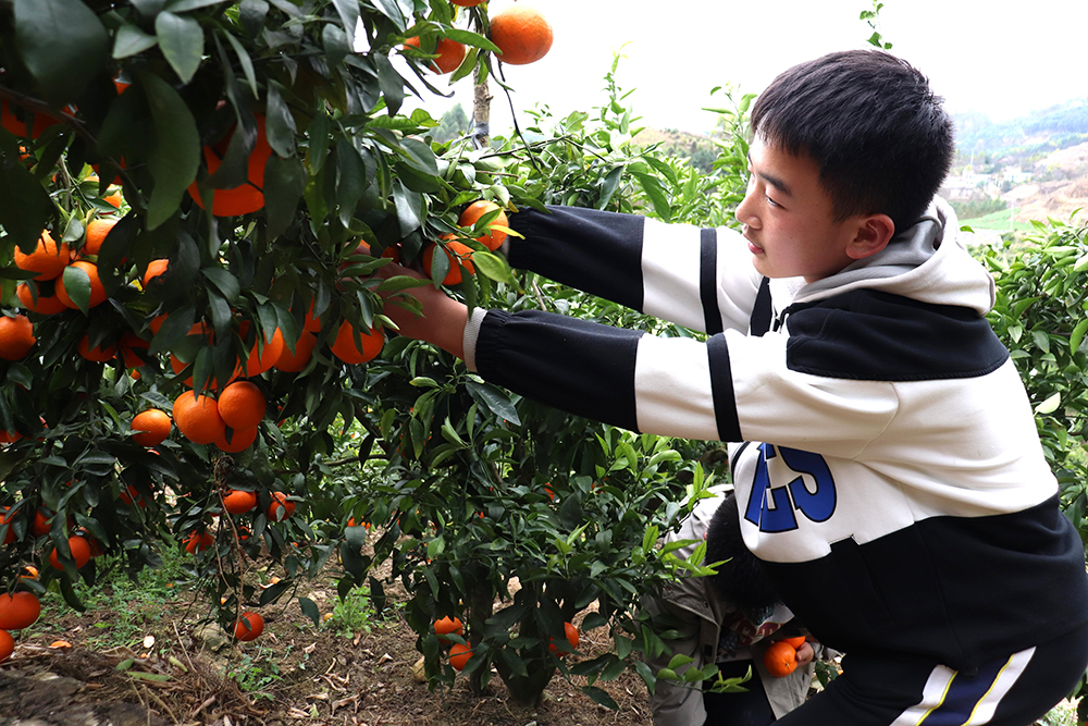 南盘江镇百亩柑橘丰收引客来 采摘游激活乡村新活力(图2)