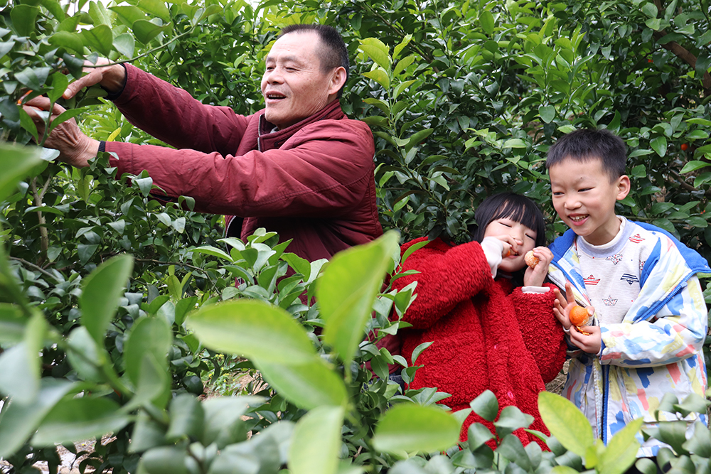 南盘江镇百亩柑橘丰收引客来 采摘游激活乡村新活力(图3)