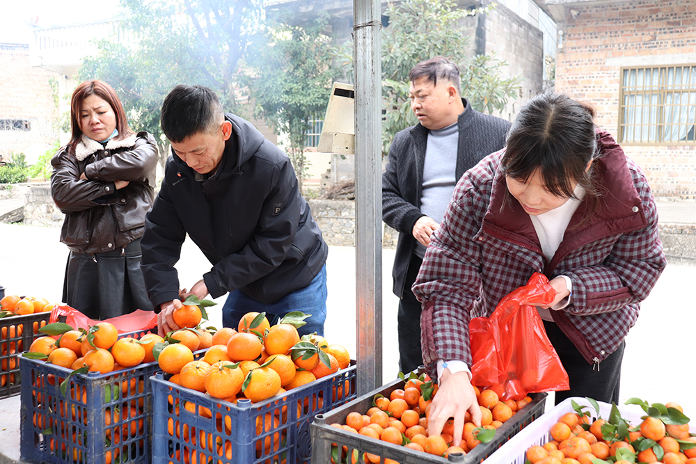 南盘江镇百亩柑橘丰收引客来 采摘游激活乡村新活力(图4)