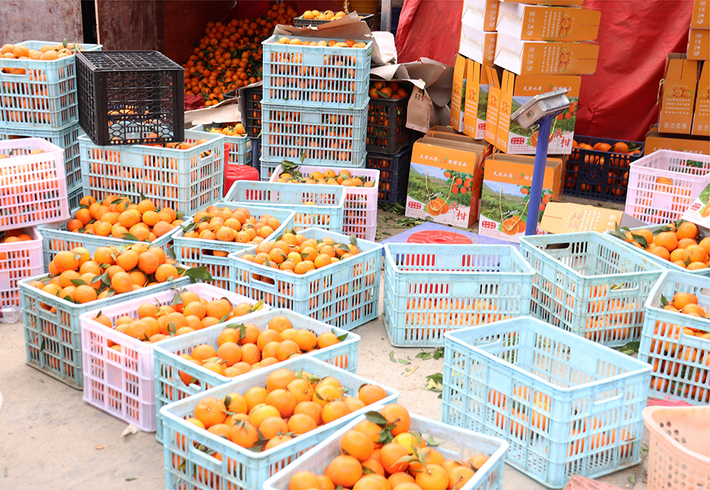 南盘江镇百亩柑橘丰收引客来 采摘游激活乡村新活力(图5)