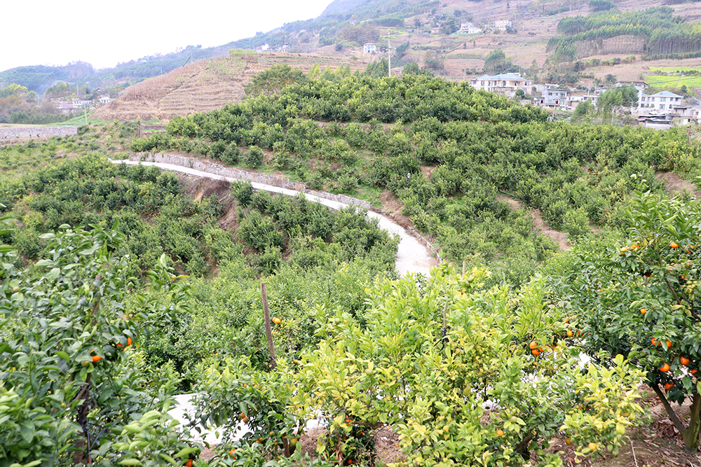 南盘江镇百亩柑橘丰收引客来 采摘游激活乡村新活力(图6)