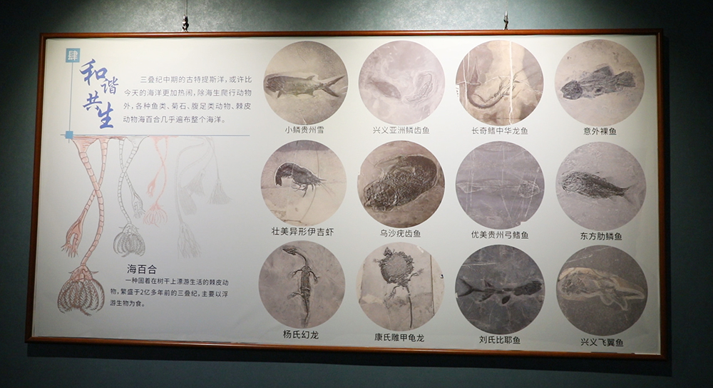 “古特提斯洋精灵——黔西南州三叠纪古生物特展”开展(图2)