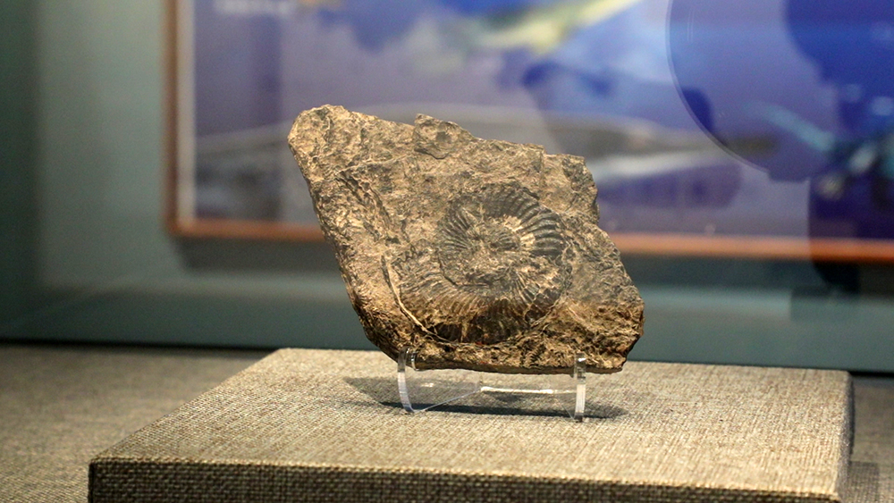 “古特提斯洋精灵——黔西南州三叠纪古生物特展”开展(图3)