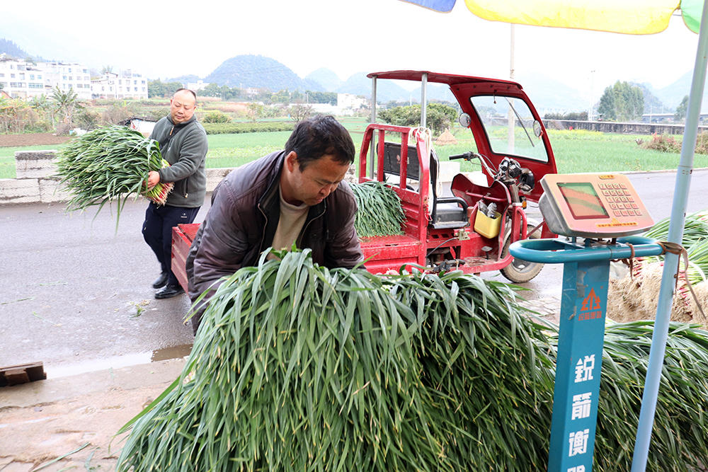 马岭街道：“菜—稻—菜”轮作“点土成金” 3000亩田野生出“万元田”(图2)