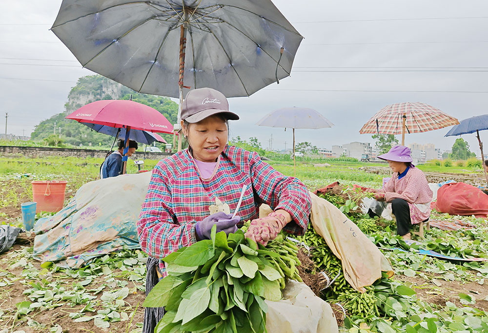 马岭街道：“菜—稻—菜”轮作“点土成金” 3000亩田野生出“万元田”(图3)