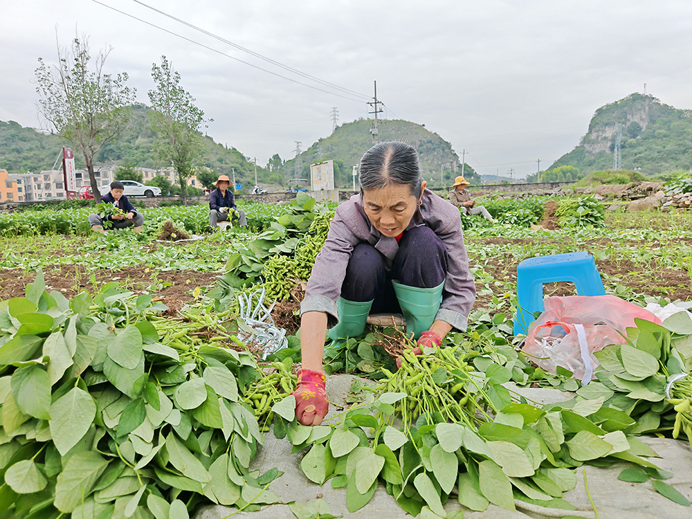 马岭街道：“菜—稻—菜”轮作“点土成金” 3000亩田野生出“万元田”(图4)