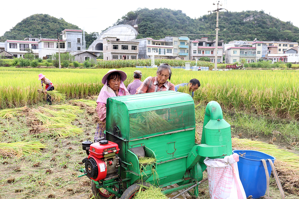 马岭街道：“菜—稻—菜”轮作“点土成金” 3000亩田野生出“万元田”(图5)