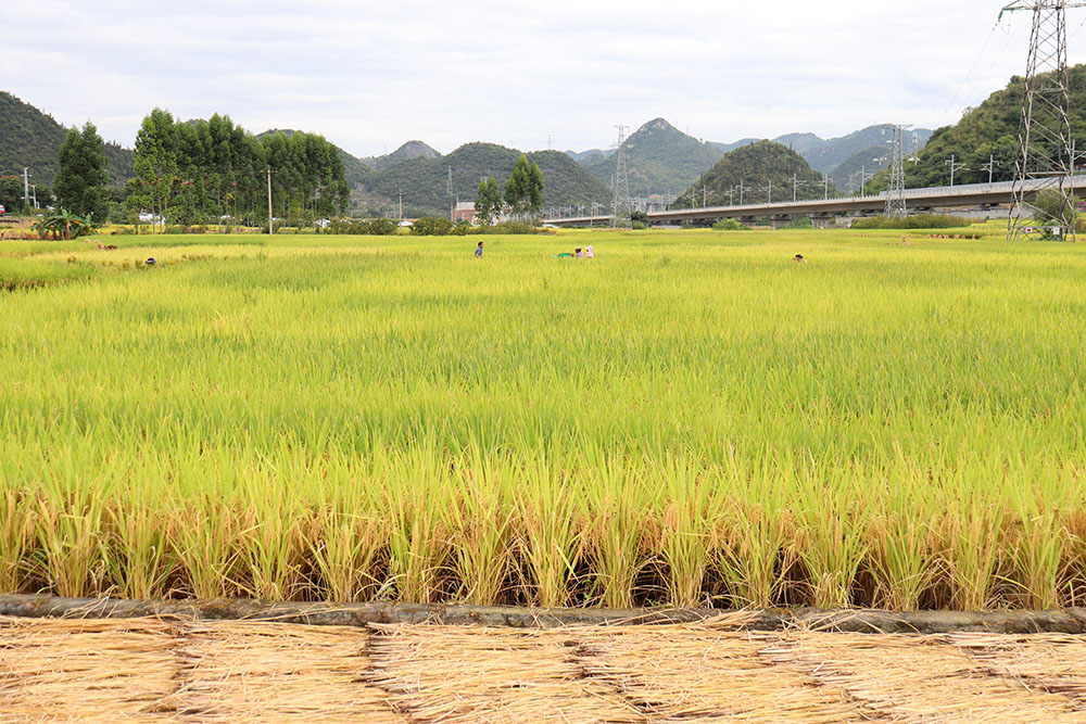马岭街道：“菜—稻—菜”轮作“点土成金” 3000亩田野生出“万元田”(图6)
