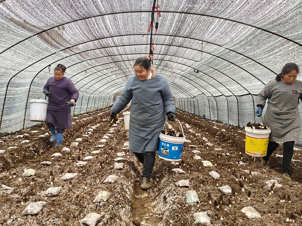 兴义楼纳村：首茬羊肚菌“抢鲜”上市 小菌菇撑起百万产值(图2)