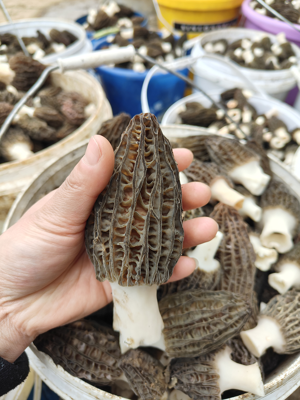 兴义楼纳村：首茬羊肚菌“抢鲜”上市 小菌菇撑起百万产值(图3)