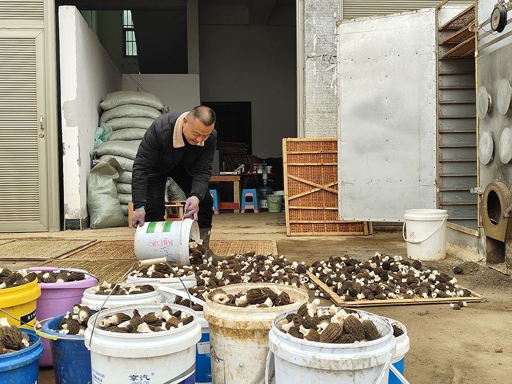 兴义楼纳村：首茬羊肚菌“抢鲜”上市 小菌菇撑起百万产值(图5)