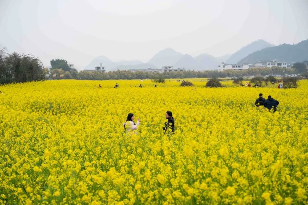 金黄花海人潮涌 村舞欢腾峰林间——万峰林大年初一迎来新春旅游热潮(图2)