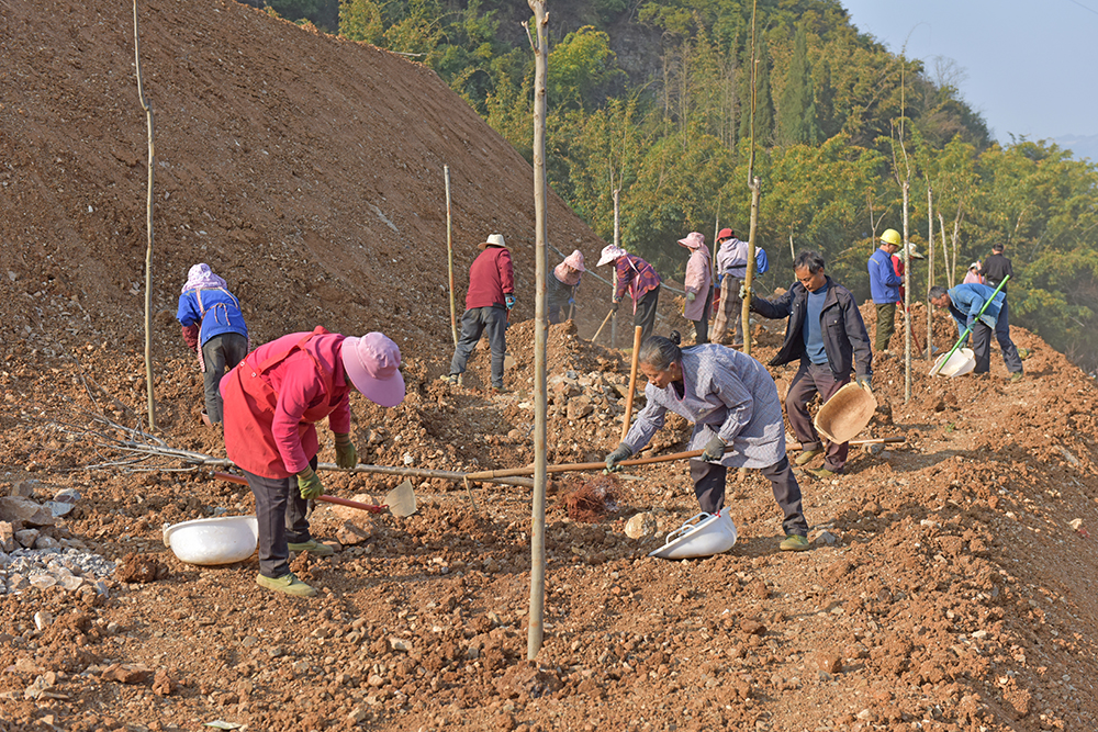 黔西南州开展2026年义务植树活动 1万余人植树5.9万株(图5)