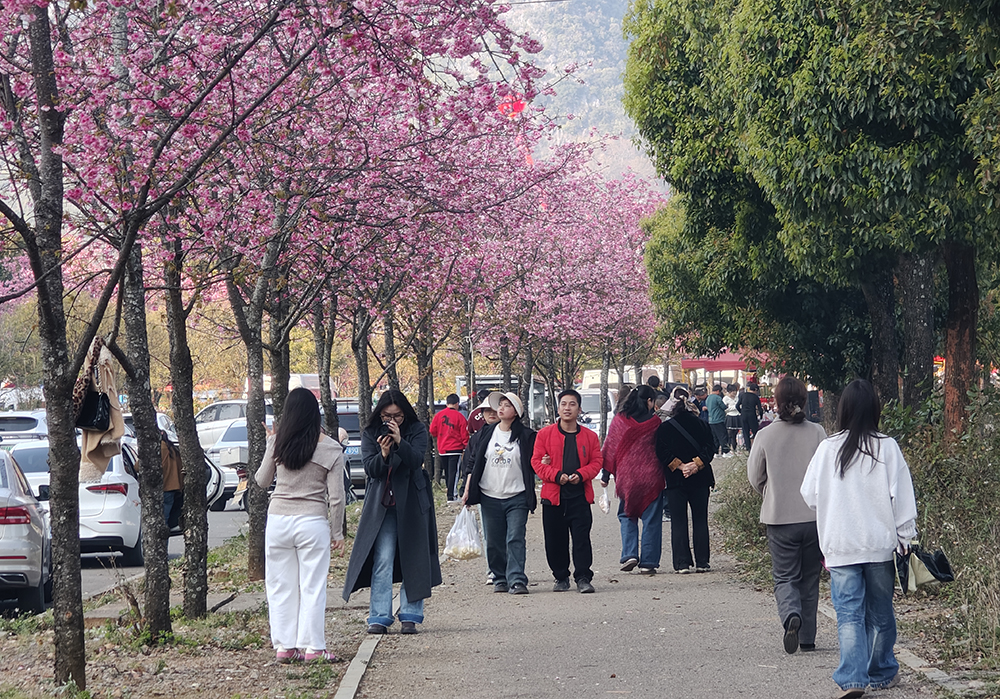 郑屯镇民族村：樱花烂漫正当时 赏花经济助力乡村振兴(图4)