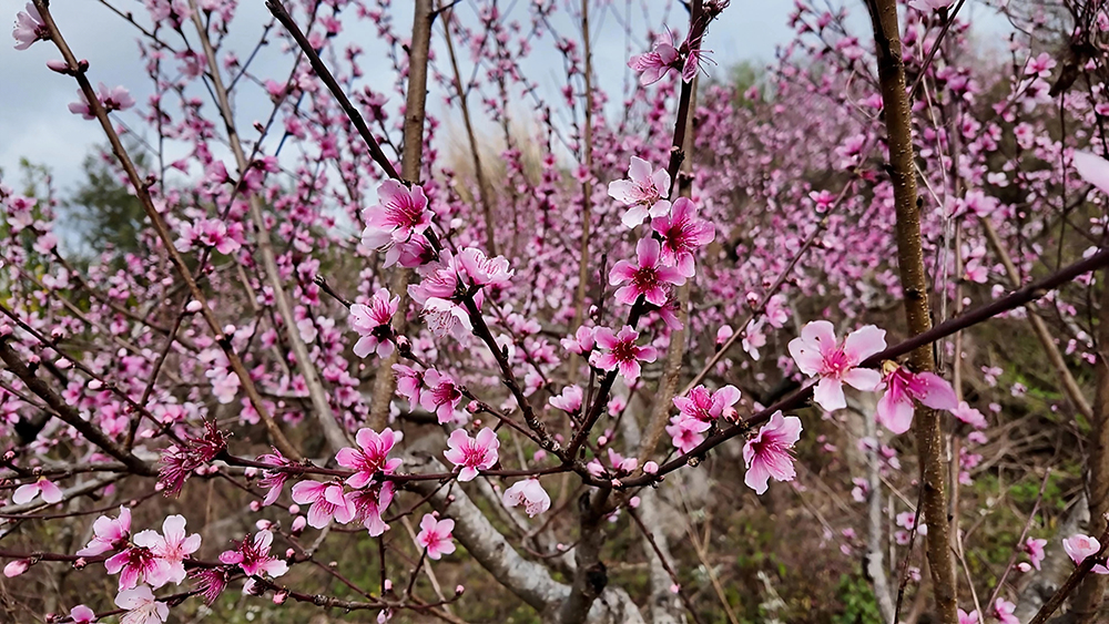 乌沙普梯村：千亩桃花竞相绽放 春日田园美不胜收(图2)