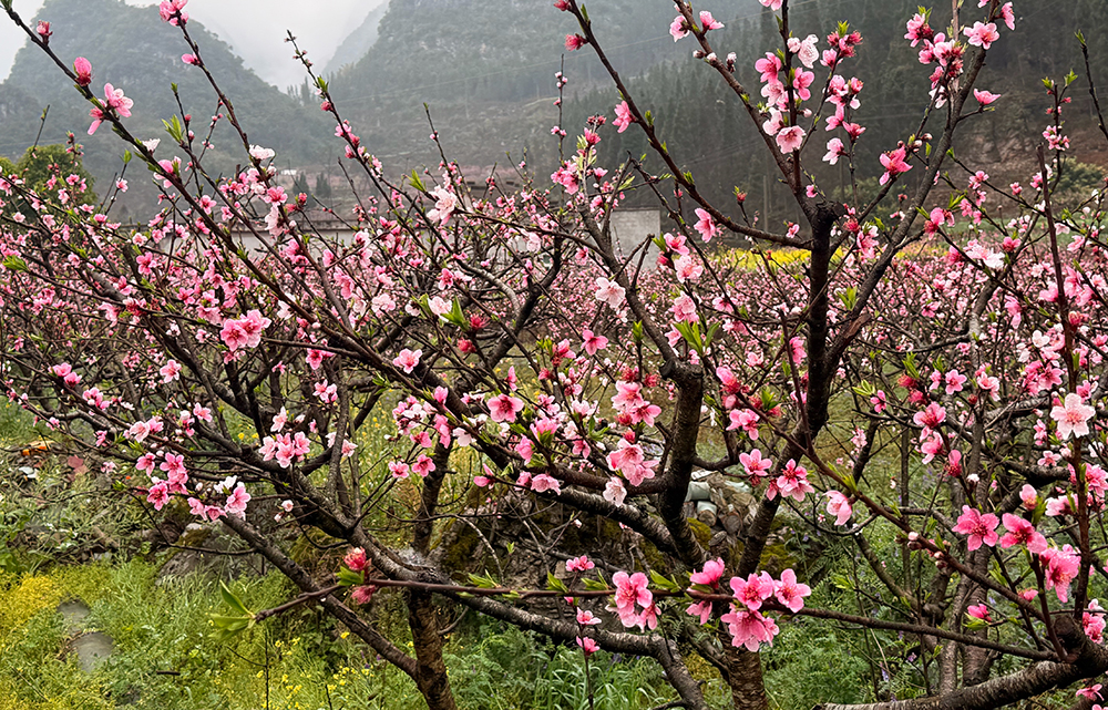 万峰林街道瓮本村：漫山桃花次第开 峰林田园入画来(图3)