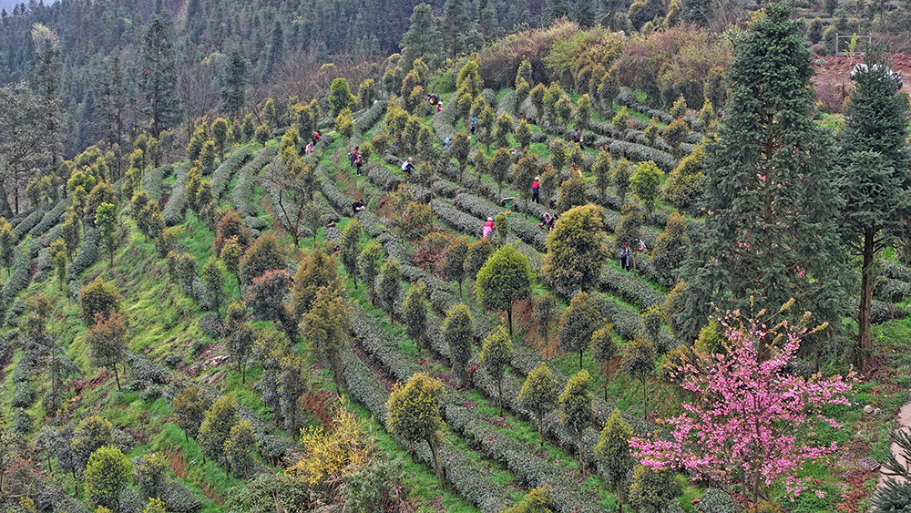 兴义：春茶开采正当时 生态种植+直播带货拓销路(图3)