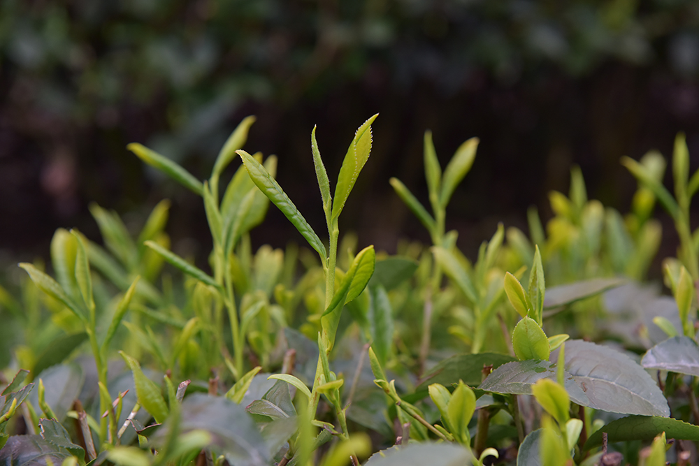 兴义：春茶开采正当时 生态种植+直播带货拓销路(图5)