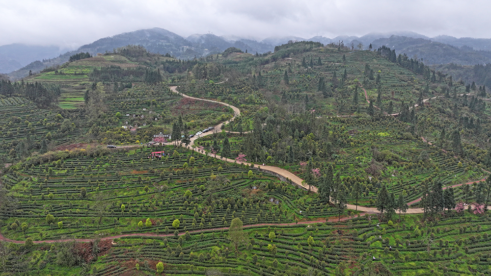 兴义：春茶开采正当时 生态种植+直播带货拓销路(图6)