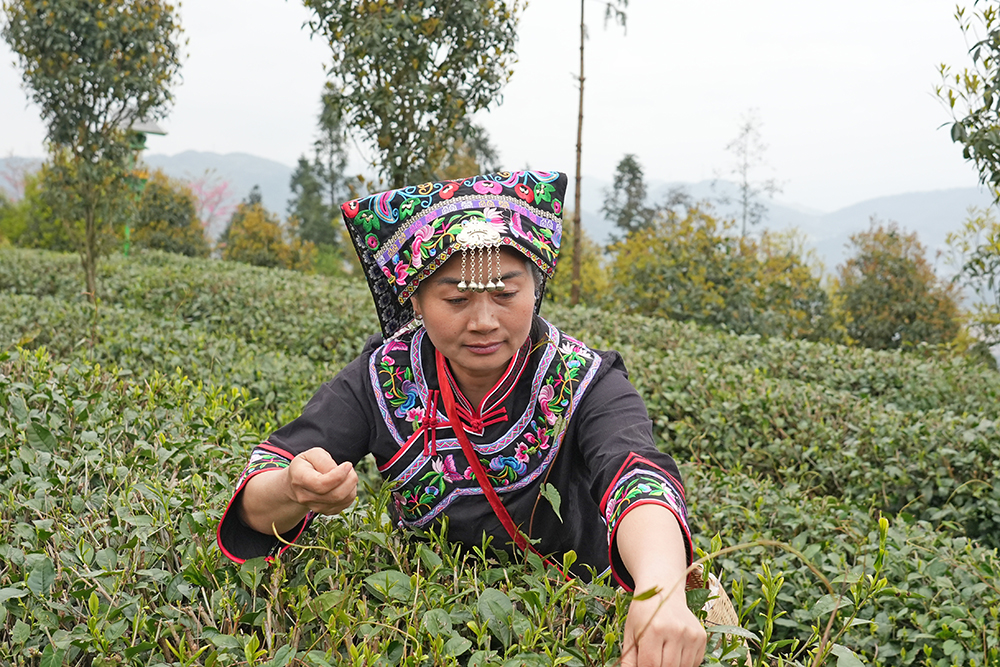 兴义：春茶开采正当时 生态种植+直播带货拓销路(图7)