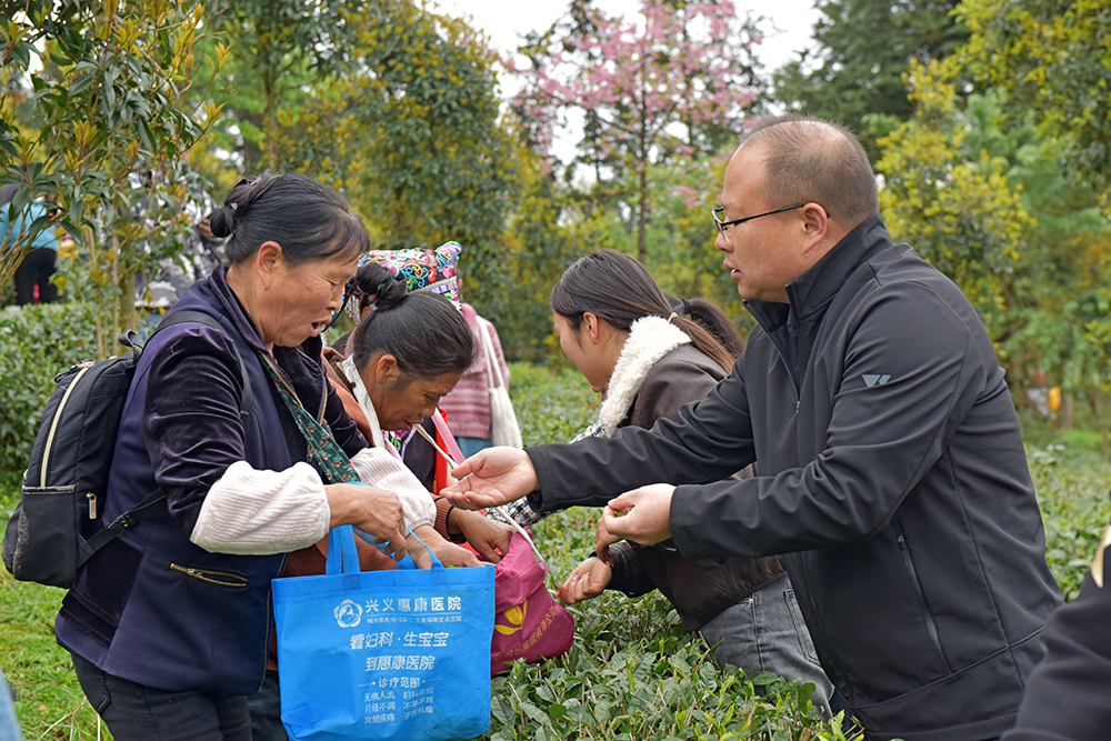 兴义：春茶开采正当时 生态种植+直播带货拓销路(图1)