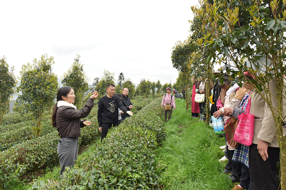 兴义：春茶开采正当时 生态种植+直播带货拓销路(图2)
