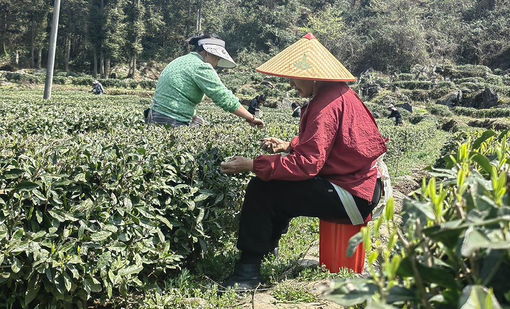 兴义七舍：2.7万亩春茶全面开采 预计年产值超9000万元(图1)