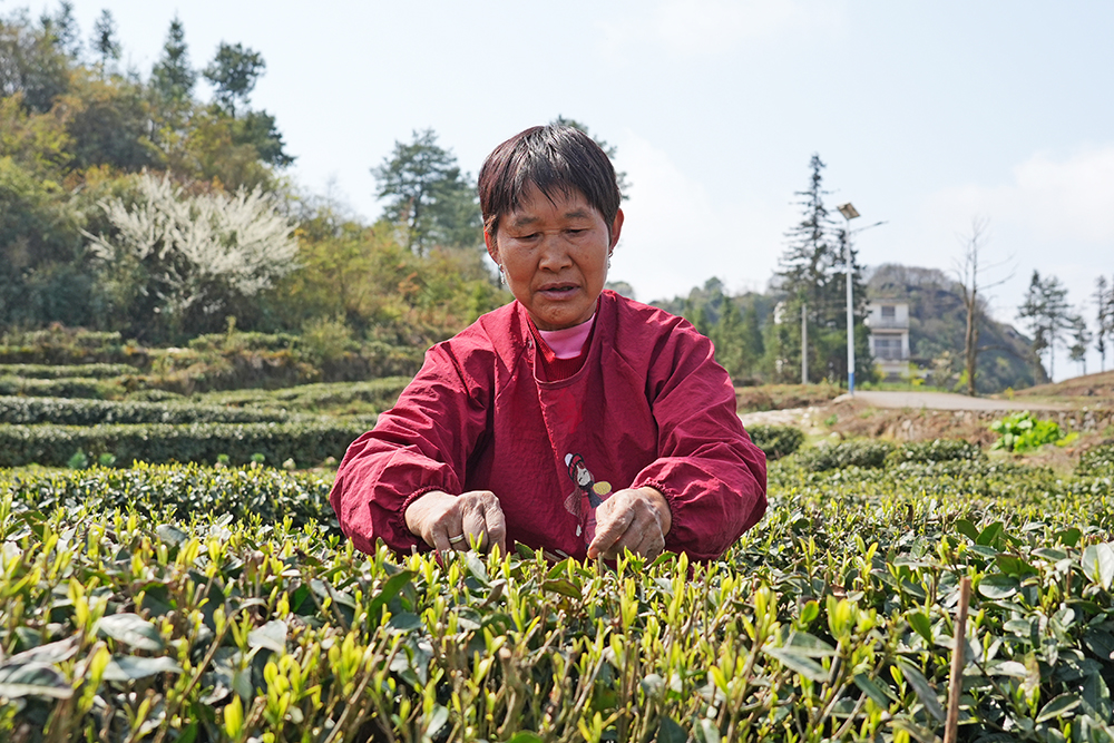 兴义七舍：2.7万亩春茶全面开采 预计年产值超9000万元(图3)