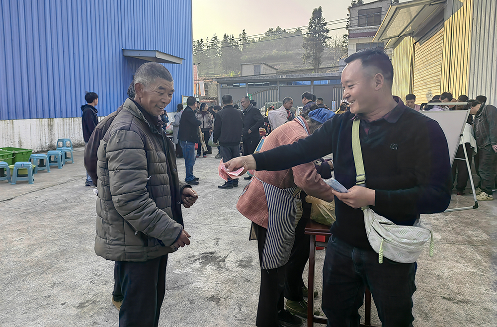兴义七舍：2.7万亩春茶全面开采 预计年产值超9000万元(图6)