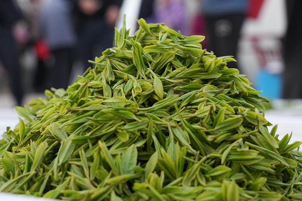 兴义七舍：2.7万亩春茶全面开采 预计年产值超9000万元(图7)