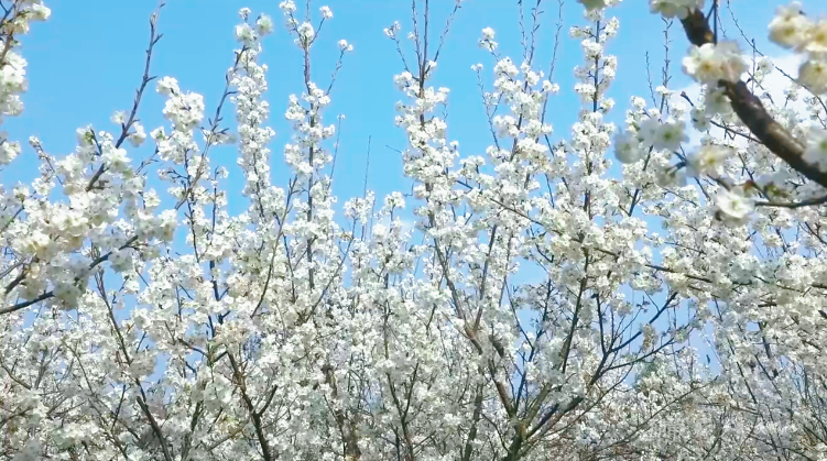 现在出发！共赴黔春之约丨美到出圈！安龙千亩樱桃花开成海，惊艳整个春天(图2)