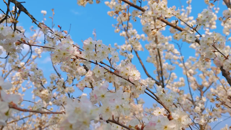 现在出发！共赴黔春之约丨美到出圈！安龙千亩樱桃花开成海，惊艳整个春天(图6)