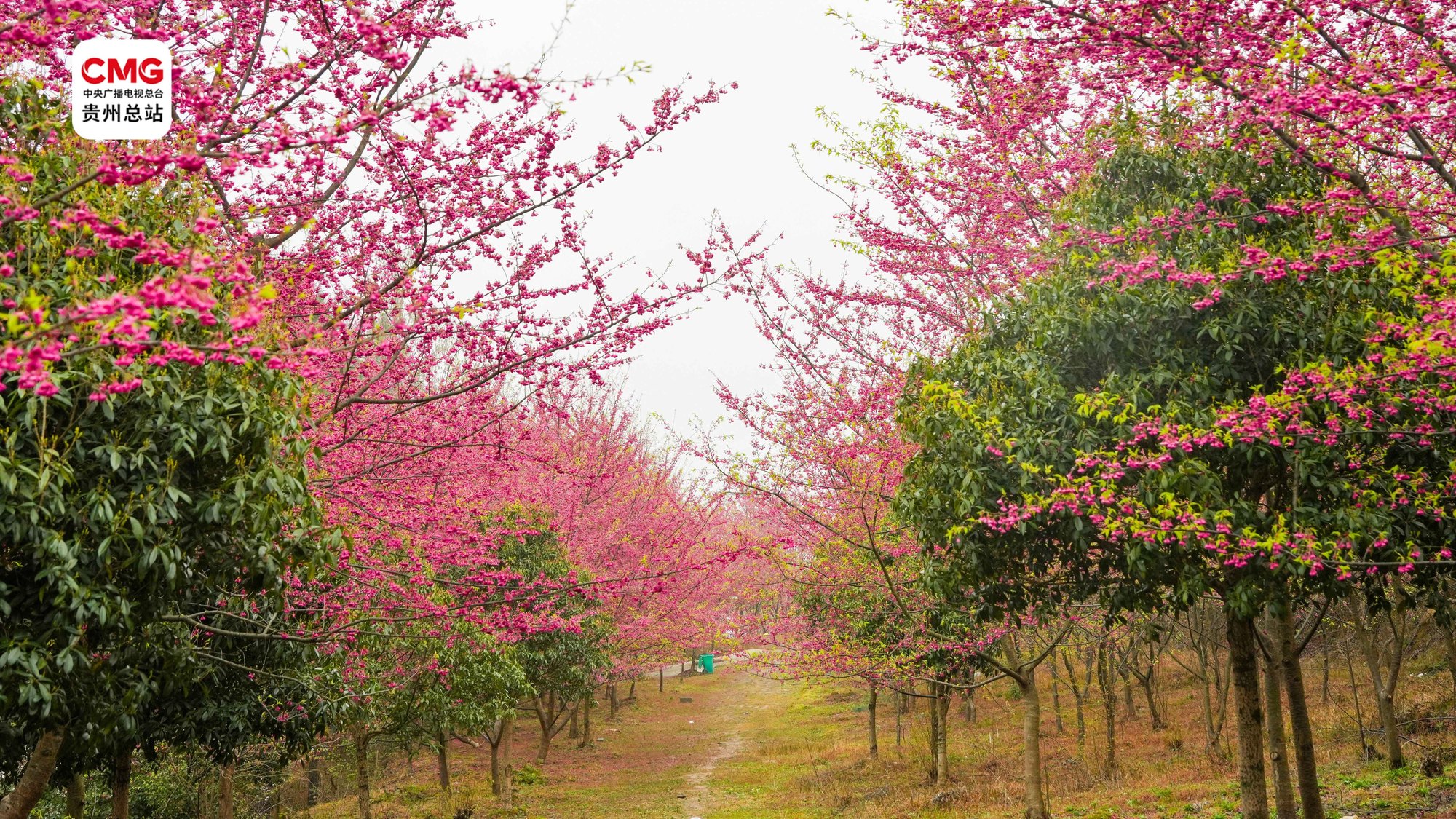 黔·景｜看贵州 春花烂漫入画图(图2)