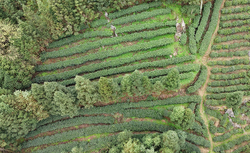 敬南镇白河村：春茶采摘加工忙 带动就业促增收(图4)