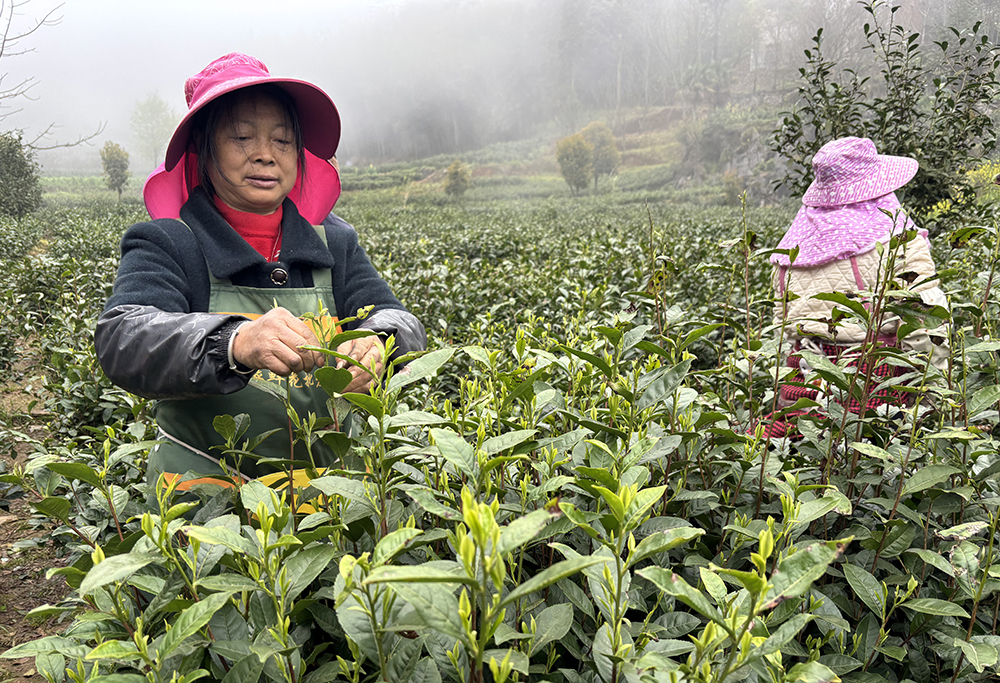 敬南镇白河村：春茶采摘加工忙 带动就业促增收(图2)