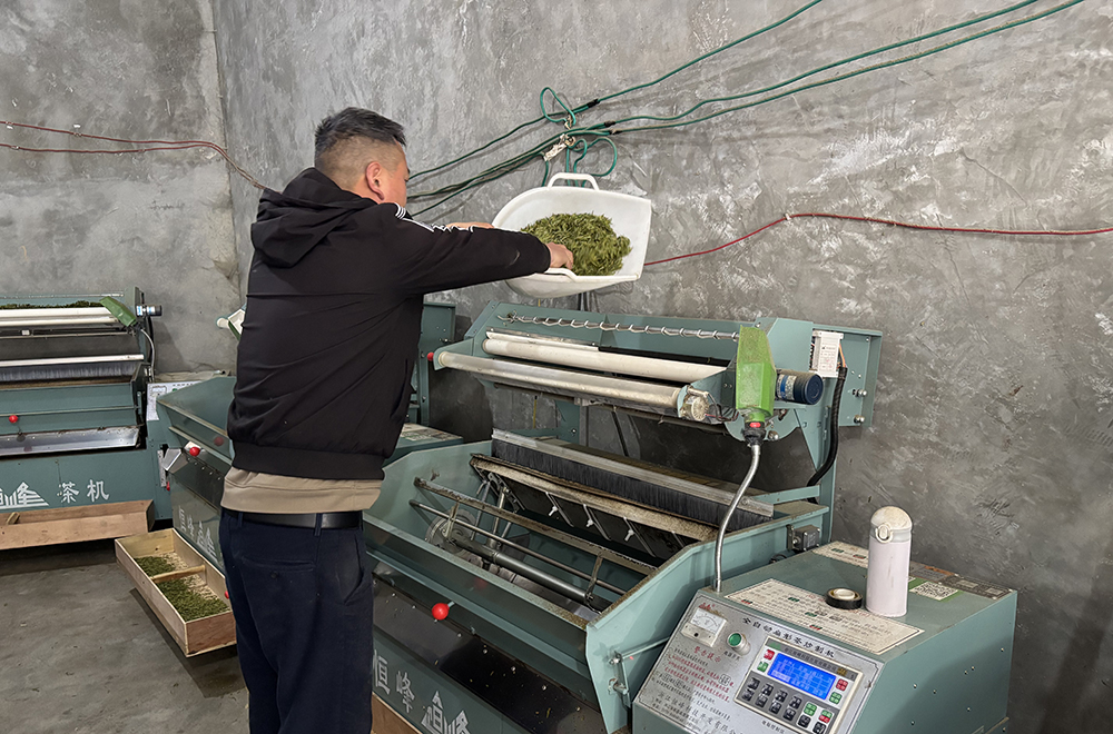 敬南镇白河村：春茶采摘加工忙 带动就业促增收(图3)