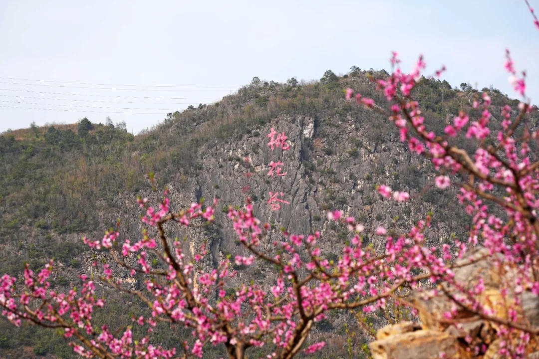 万亩桃花漫山开！兴义桃花谷迎来最美花期(图1)