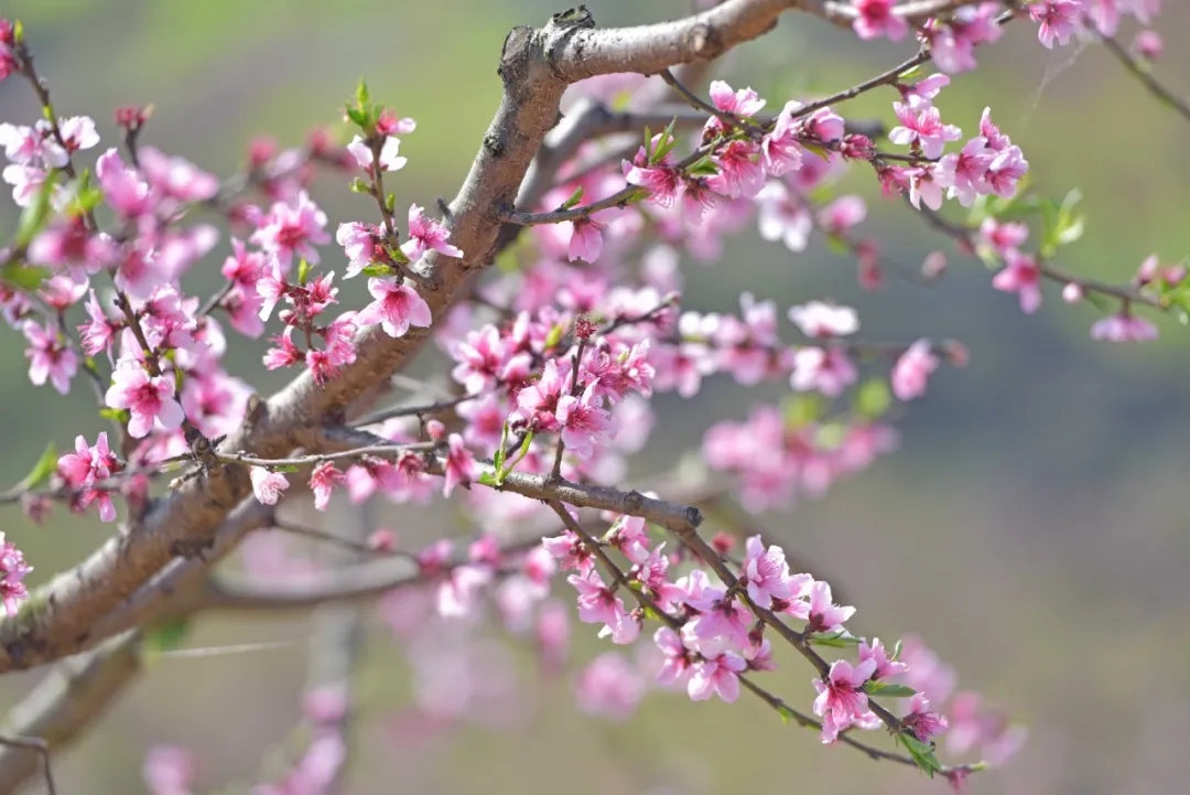 万亩桃花漫山开！兴义桃花谷迎来最美花期(图4)