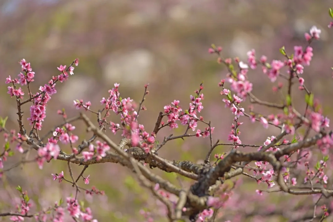 万亩桃花漫山开！兴义桃花谷迎来最美花期(图5)