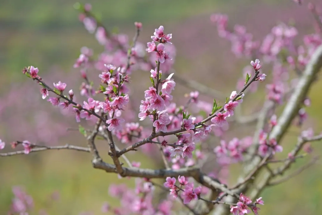 万亩桃花漫山开！兴义桃花谷迎来最美花期(图6)