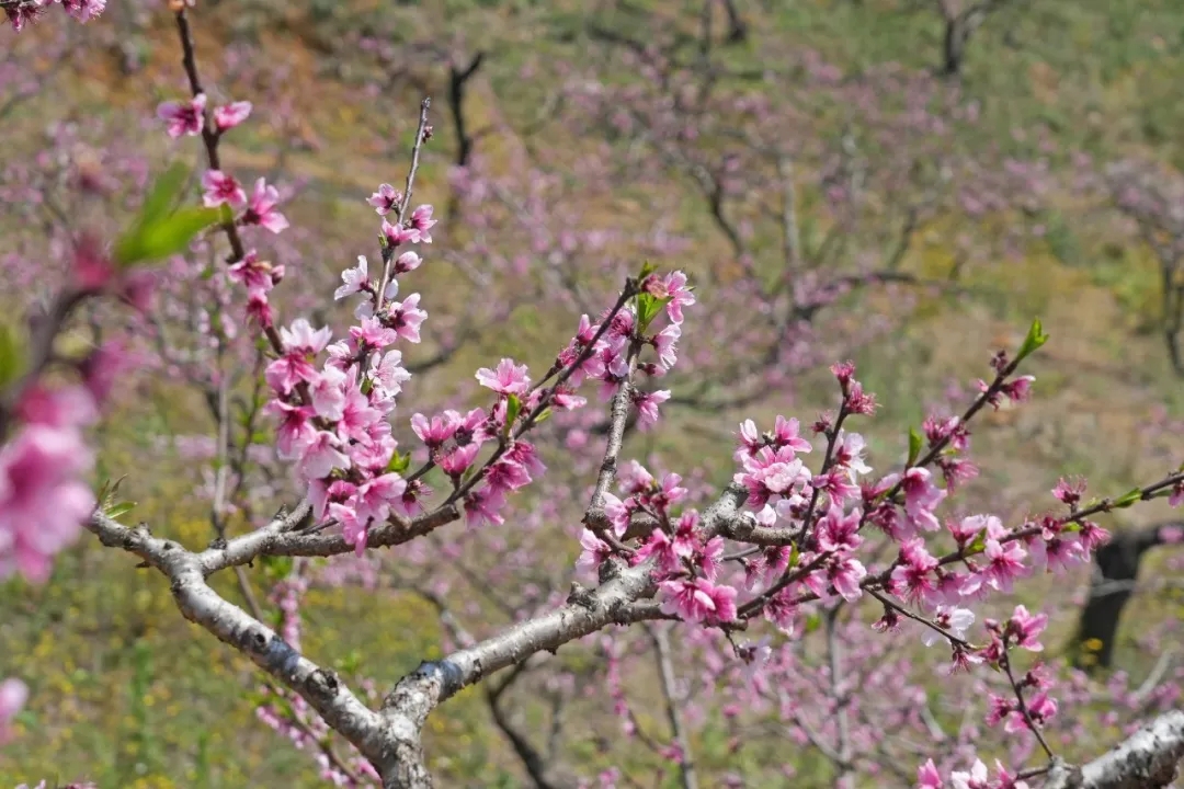 万亩桃花漫山开！兴义桃花谷迎来最美花期(图7)