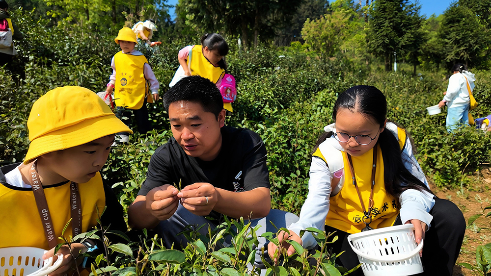 别样春假：“亲子+研学”走进茶山邂逅春日茶香(图2)