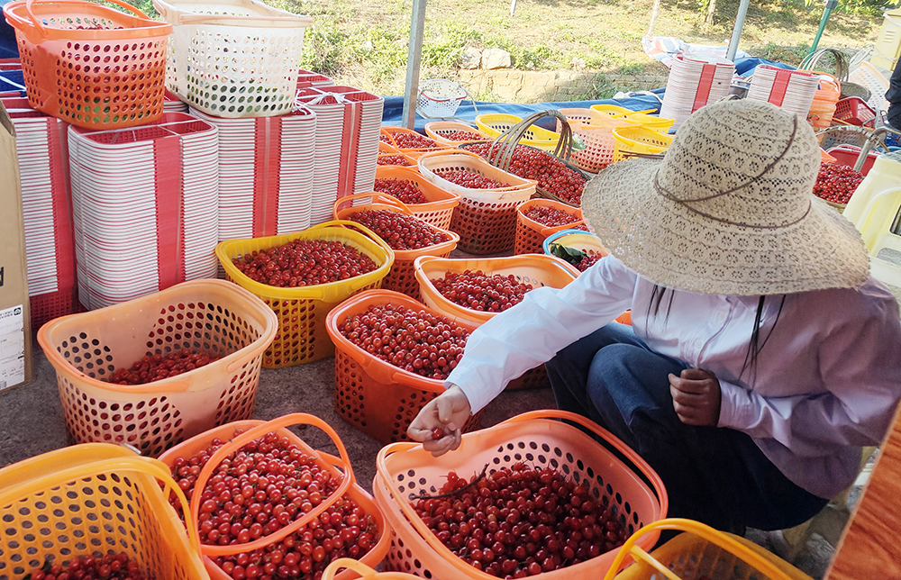 兴义绿荫村：百亩樱桃红透 撬动乡村“甜蜜经济”(图3)