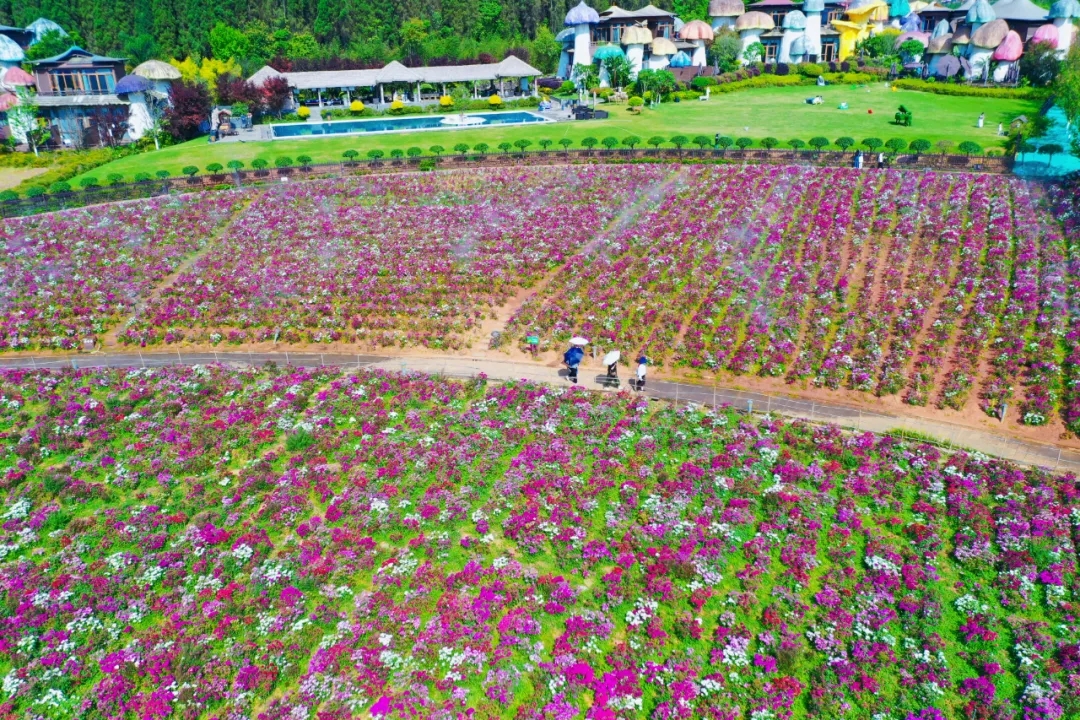 兴义阳光谷旅游度假区：80亩花海惊艳上线 “赏花经济”持续升温(图2)